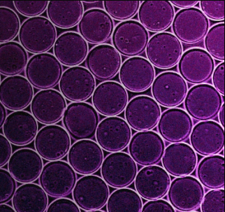 At ASHG, Atrandi Biosciences Showcases Capsule Technology for Single-Cell RNA, DNA Sequencing At ASHG, Atrandi Biosciences Showcases Capsule Technology for Single-Cell RNA, DNA Sequencing